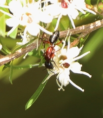 Camponotus innexus