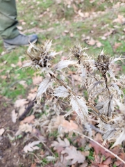 Carlina vulgaris