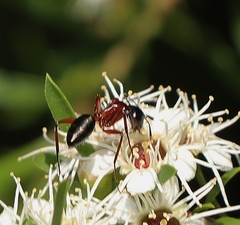 Camponotus innexus