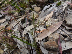 Centrolepis aristata