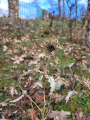 Carlina vulgaris
