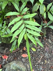 Bolbitis heteroclita