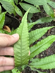 Bolbitis heteroclita