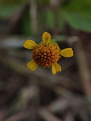 Acmella uliginosa