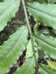 Bolbitis heteroclita