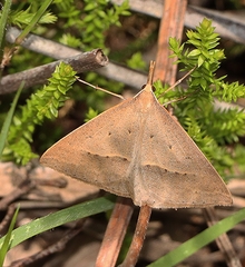 Epidesmia hypenaria