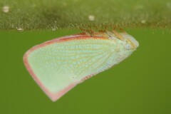 Sanurus
