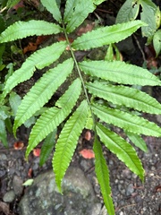 Bolbitis heteroclita