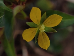 Ludwigia hyssopifolia
