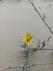 Jacobaea schischkiniana