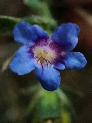 Strobilanthes pavala