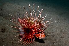 Pterois antennata