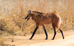 Chrysocyon brachyurus