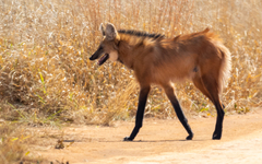 Chrysocyon brachyurus