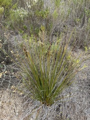 Juncus acutus leopoldii