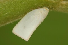 Sanurus