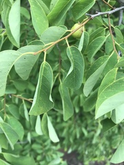 Pseudolachnostylis maprouneifolia