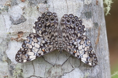 Hamadryas fornax
