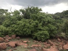 Pseudolachnostylis maprouneifolia