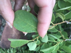 Pseudolachnostylis maprouneifolia