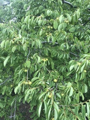 Pseudolachnostylis maprouneifolia