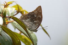 Hamadryas fornax