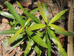 Calophyllum soulattri