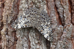 Hamadryas fornax