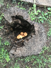 Gymnopilus