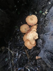 Gymnopilus