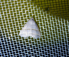 Colobochyla salicalis