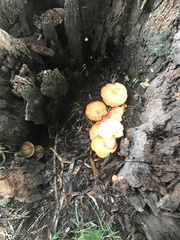Gymnopilus