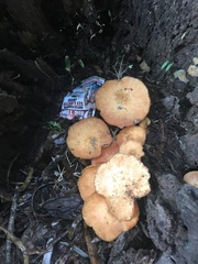Gymnopilus