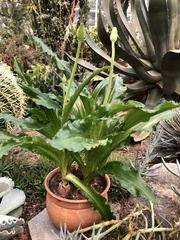Veltheimia