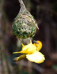 Ploceus subaureus subaureus