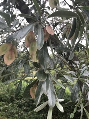 Terminalia sericea