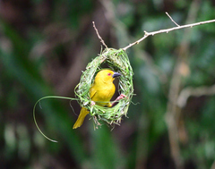 Ploceus subaureus subaureus