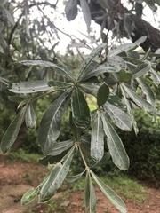 Terminalia sericea