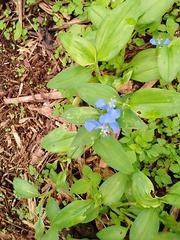 Commelina benghalensis