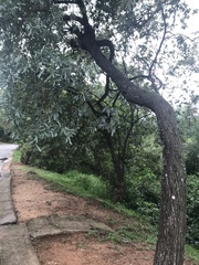 Terminalia sericea