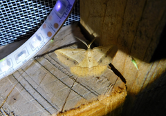 Isturgia arenacearia