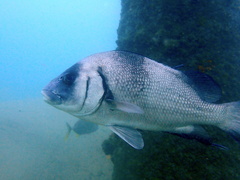 Plectorhinchus gibbosus