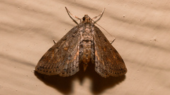 Parapoynx crisonalis