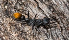 Myrmecia mandibularis