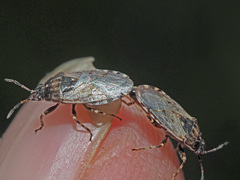 Platyplax salviae