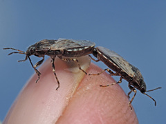 Platyplax salviae