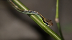 Dendrelaphis underwoodi
