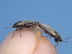 Platyplax salviae