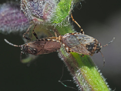 Platyplax salviae