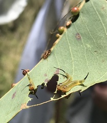 Lophyrotoma interrupta